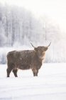 Vista lateral do touro na neve, foco seletivo — Fotografia de Stock