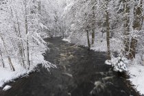 Ruisseau dans la forêt d'hiver, mouvement flou — Photo de stock