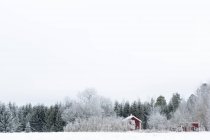 Ліс за будинками взимку, спокійна сцена — стокове фото