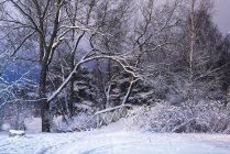 Зимова сцена з деревами і пішохідним мостом, вкритим снігом — стокове фото