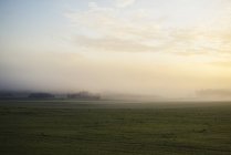 Nevoeiro acima do campo verde, luzes dramáticas — Fotografia de Stock