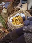 Cropped view of woman with basket of chanterelle mushrooms — Stock Photo