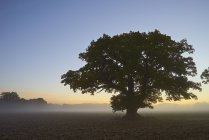 Árvore única no campo nebuloso ao amanhecer — Fotografia de Stock