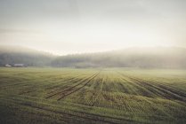 Fog above green field, northern europe — Stock Photo