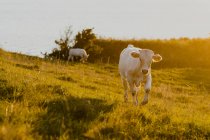 Mucche al pascolo al tramonto, Europa settentrionale — Foto stock