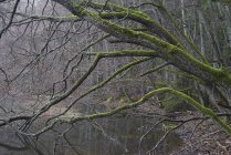 Голые деревья вдоль реки в лесу, северная Европа — стоковое фото