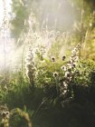 Fleurs sauvages au lever du soleil, foyer sélectif — Photo de stock