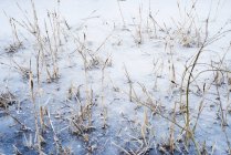 Schilf ragt aus gefrorenem Wasser, Winter — Stockfoto