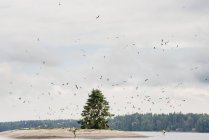 Vögel fliegen über Insel — Stockfoto