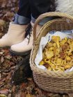 Basket full of chanterelle mushrooms, selective focus — Stock Photo