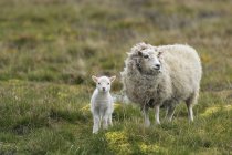 Duas ovelhas no prado, foco diferencial — Fotografia de Stock
