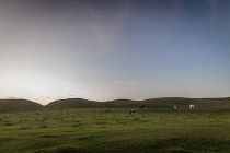 Mucche al pascolo al tramonto, Europa settentrionale — Foto stock