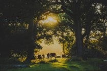Mucche che pascolano al tramonto, Europa settentrionale — Foto stock