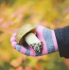 Hand in glove holding fresh picked mushroom — Stock Photo