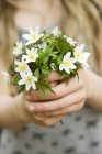 Girl hands holding wood anemone flowers — Stock Photo