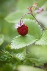 Close up shot of wild strawberry — Stock Photo