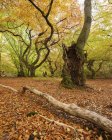 Vue panoramique sur la forêt d'automne, mise au point sélective — Photo de stock