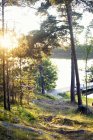 Джинси над озером з зеленими деревами на передньому плані — стокове фото