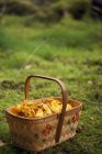 Close-up of chanterelle mushrooms in basket, selective focus — Stock Photo