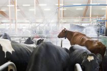 Vaches dans la ferme laitière, Europe du Nord — Photo de stock