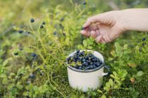 Hand picking blueberries, focus on foreground — Stock Photo