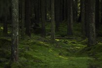 Malerischer blick auf moosbewachsenen wald in harskogen, schweden — Stockfoto