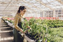 Centro de jardinagem plantas verificação trabalhador, foco seletivo — Fotografia de Stock