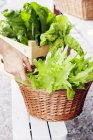 Hand reaching for basket of lettuce, focus on foreground — Stock Photo