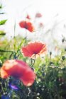 Маки на полі з польовими квітами, вибірковий фокус — стокове фото