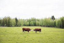 Dos vacas en el campo contra el bosque en Dalarna, Suecia - foto de stock