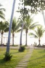 Palme e sentiero che porta alla spiaggia di Koh Tao, Thailandia — Foto stock