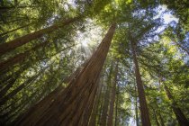 Редвуд-деревья в Национальном памятнике Мьюир-Вудс в Калифорнии — стоковое фото