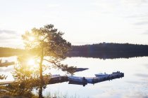 Árvore por porto ao pôr do sol em Aspo, Suécia — Fotografia de Stock