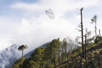 Árvores ao lado de uma montanha em Acatenango, Guatemala — Fotografia de Stock