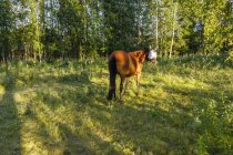 Cavalo com máscara de mosca no campo em Syssleback, Suécia — Fotografia de Stock