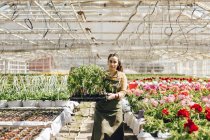 Garden centre worker holding plants, selective focus — Stock Photo