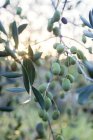 Оливки на дереве в Лацио, Италия, внимание на переднем плане — стоковое фото