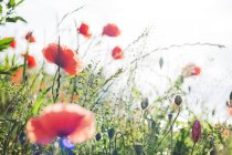 Крупним планом маки на полі диких квітів, вибірковий фокус — стокове фото