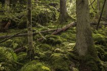 Vista panorámica del bosque musgoso en Harskogen, Suecia - foto de stock