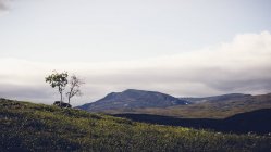 Vue panoramique d'un arbre dans un champ sous un ciel couvert à Enontekio, Finlande — Photo de stock