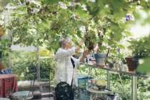 Seniorin gießt Pflanzen im Gewächshaus in kvarnstugan, Schweden — Stockfoto