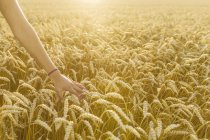 Mão feminina tocando trigo no campo, foco em primeiro plano — Fotografia de Stock