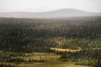 Vista panorámica del paisaje forestal en Laponia, Suecia - foto de stock