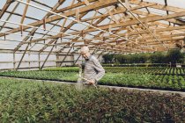 Gartencenter-Mitarbeiter gießt Garten, selektiver Fokus — Stockfoto