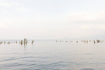 Ceppi di alberi nel lago Atitilan in Guatemala — Foto stock