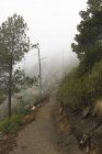 Scenic view of foggy hiking trail in Acatenango, Guatemala — Stock Photo