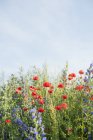 Amapolas en el campo de las flores silvestres, enfoque selectivo - foto de stock