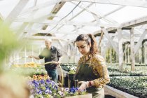 Two garden centre workers checking and watering plants, selective focus — Stock Photo