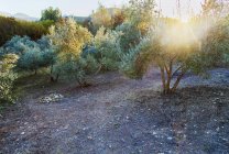 Оливковая роща на закате, избирательный фокус — стоковое фото