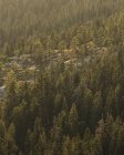 Floresta no Parque Nacional Sequoia na Califórnia — Fotografia de Stock